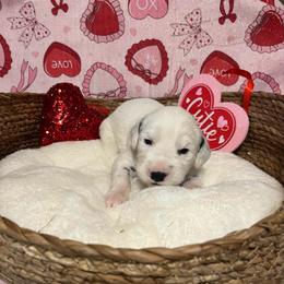 Basil- Long Coat - White and black male Dalmatian puppy in Claremore, Oklahoma from Lotsofdots Dalmatians