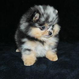 Pomeranian Puppies from Beau Joli Pomeranians