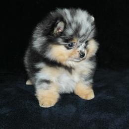 Pomeranian Puppies from Beau Joli Pomeranians