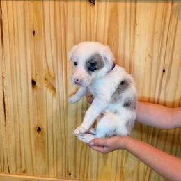 Vega (Purple Collar) - White and blue merle female Border Collie puppy in Lula, Georgia from Silver Creek Ridge