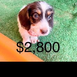 Oliver - Chocolate and cream male Dachshund puppy in Acton, California from DTR