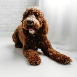 Emmie - Goldendoodle