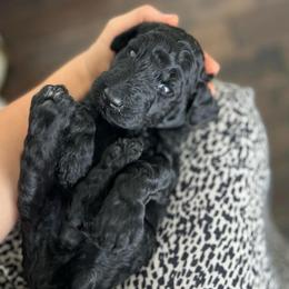 Onyx (green collar) - Black male Poodle puppy in Batavia, Ohio from The Livezey Standard-CKCS and Standard Poodles