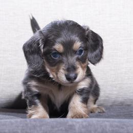 Paco - Fawn (isabella) and cream male Dachshund puppy in Copperas Cove, Texas from Creme de la Creme Dachshunds