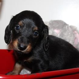 Boy 4 - Black and tan male Dachshund puppy in Craig, Colorado from Rocky Mountain Shih Tzus and Dry Creek Miniature Dachshunds