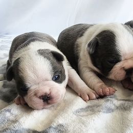 Boston Terriers and Cocker Spaniels from Down in the Holler