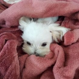 Maltese and Shih Tzu Puppies from Carisma Maltese
