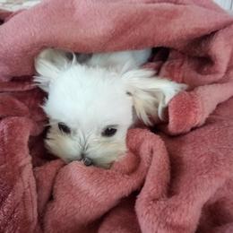 Maltese and Shih Tzu Puppies from Carisma Maltese