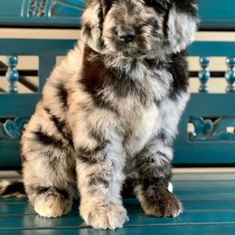 Newfypoo Puppies from Two Sisters Ranch, LLC