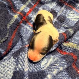 Fig (girl 1) - Black tan and white female Biewer Terrier puppy in Las Cruces, New Mexico from De La Rosa Biewers