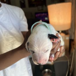Georgia - White and black Dalmatian puppy in Virginia from Andersons Toy Box LLC