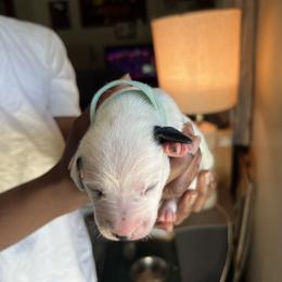 Georgia - White and black Dalmatian puppy in Virginia from Andersons Toy Box LLC