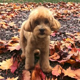 Riley - Goldendoodle