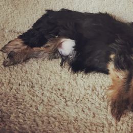 Yorkshire Terriers from Yorkies Parti of 4