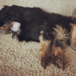 Yorkshire Terriers from Yorkies Parti of 4