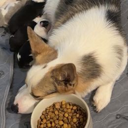 American Corgis and Pembroke Welsh Corgis from OO.Corgis