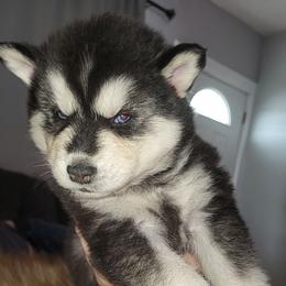 Delilah - Black and white female Siberian Husky puppy in Swansea, Illinois from Husky B's