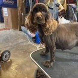 Kona - Cocker Spaniel