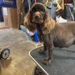Kona - Cocker Spaniel