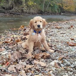 Golden Retriever Puppies from Arkansas River Golden Retrievers