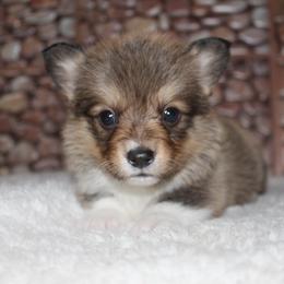 Caramel - Sable male Pembroke Welsh Corgi puppy in Washington from Castle View Royal Rumps