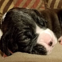 Boxer Puppies from Winchester Boxers