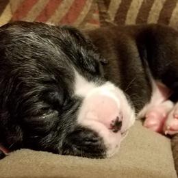 Boxer Puppies from Winchester Boxers