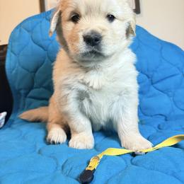 Girl 2-Yellow - Golden female Golden Retriever puppy in North Pole, Alaska from Mulberry Retrievers