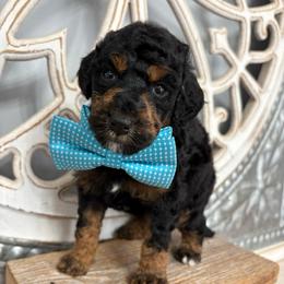 Light blue - Tri-color male Bernedoodle puppy in Calico Rock, Arkansas from Cottrell’s Poodles & Doodles