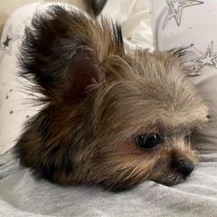 Mi-Kis from Misty Morning Mi-kis