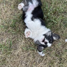 American Corgi and Pembroke Welsh Corgi Puppies from Bone Creek Ranch