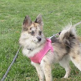 Willow - Pomsky