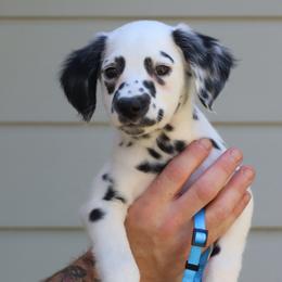 Light Blue - White and black male Dalmatian puppy in Cottage Grove, Oregon from Hidden Hills Dalmatians