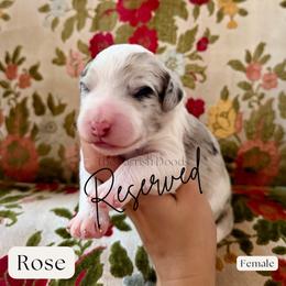 Rose - Merle female Sheepadoodle puppy in Aubrey, Texas from The Parrish Doods