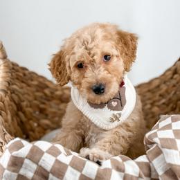 Boots - Apricot male Goldendoodle puppy in Jamestown, Kentucky from Milk & Honey Doodles
