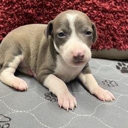 Dottie - White and blue female Italian Greyhound puppy in West Plains, Missouri from Sycamore Ridge Puppies