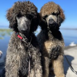 "Poppy and Rufio" Poodle Puppies from Forest City Standard Poodles