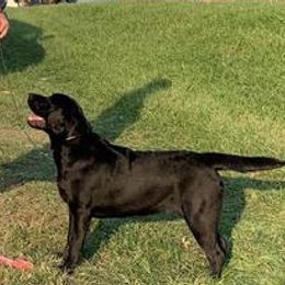 Labrador Retriever All Grown Up from Splash Labradors