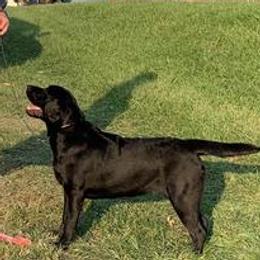 Labrador Retriever All Grown Up from Splash Labradors