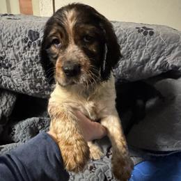Lucky - Black white and tan male English Springer Spaniel puppy in Coeur D'alene, Idaho from Springer Hollow