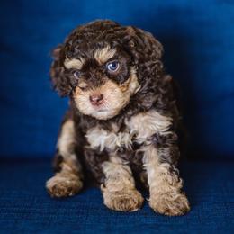 Geertie - Tri-color female Cavapoo puppy in Centerville, Utah from Beehive Fur Friends