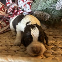 Hunter - Liver white and tan male English Springer Spaniel puppy in Las Vegas, Nevada from Legacy