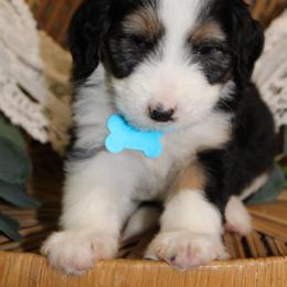 Light Blue Girl - Tri-color female Bernedoodle puppy in Belgreen, Alabama from Scott’s Farm Poodles and Doodles