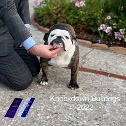 Darla - Bulldog