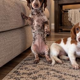 Sandy - Dachshund