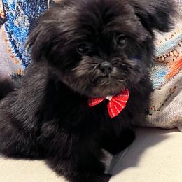 Simon - Black male Mi-Ki puppy in Middleburg, Florida from Elegant Tiny Paws