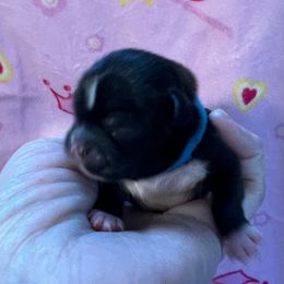 Blue collar- Bentley - Black and white male Shorkie puppy in Mays Landing, New Jersey from Fancy Paws Shorkies & Shih Tzus