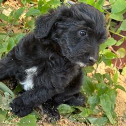 Flax - Black male Labradoodle puppy in Somerset, California from Annie’s Animals