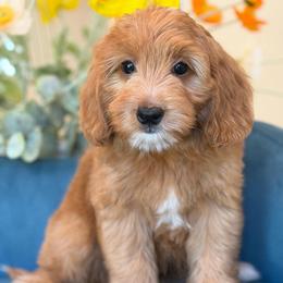 Picasso - Red male Bernedoodle puppy in Yuciapa, California from AlltheDoodlez_