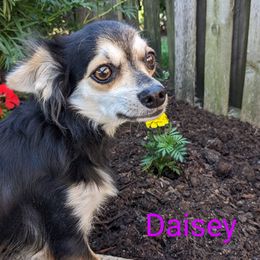 Daisey - Chihuahua